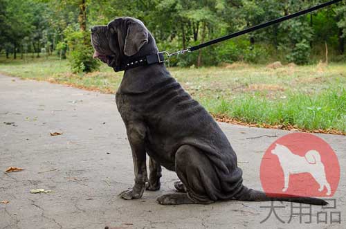 大型犬　首輪　ナイロン