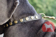 大型犬 首輪(ドットスタッズ付き) 大型犬 首輪(ドットスタッズ付き)