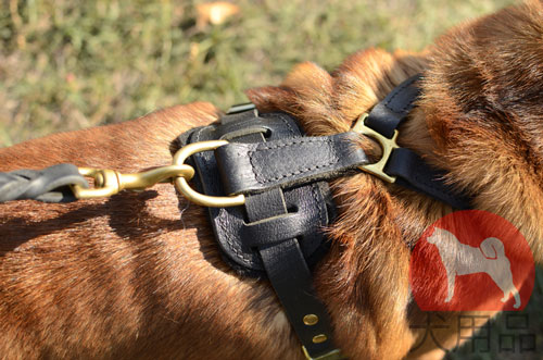 大型犬　ハーネス　散歩