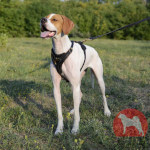 イングリッシュ ポインター 犬用品 犬グッズ 犬訓練用具 犬用品通販 犬用口輪