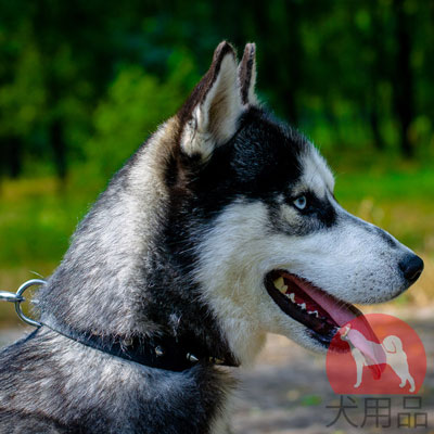 大型犬　首輪　ナイロン