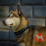 大型犬 首輪 黒のナイロン製 ピラミッド型の装飾付き 大型犬 首輪 黒のナイロン製 ピラミッド型の装飾付き
