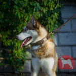 大型犬 首輪 古風なプレート付き 上質な作り 本革製 大型犬 首輪 古風なプレート付き 上質な作り 本革製