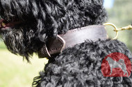 大型犬用二重革首輪 丈夫 大型犬用二重革首輪 丈夫