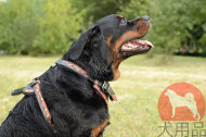 大型犬用ハーネス 炎柄 大型犬用ハーネス 炎柄