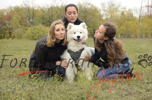 大型犬用ハーネス　かっこいいスパイク付