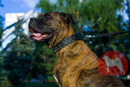 大型犬用首輪 かっこいいスパイク付 大型犬用首輪 かっこいいスパイク付