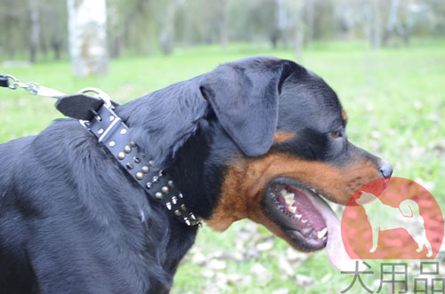 大型犬　首輪　かっこいい