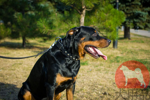 大型犬　首輪　かっこいい