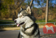 大型犬用首輪 二重スパイク付 大型犬用首輪 二重スパイク付