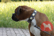 大型犬用首輪 かっこいいコンチョ付 大型犬用首輪 かっこいいコンチョ付