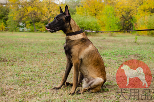 大型犬　首輪　シンプル