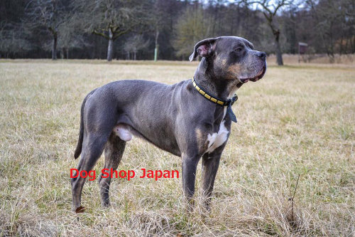 大型犬　首輪　おしゃれ