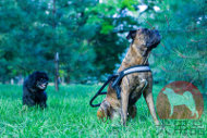 大型犬用サポート犬 ハーネス ナイロン 大型犬用サポート犬 ハーネス ナイロン