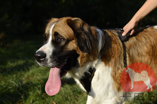 大型犬用ハーネス　黒