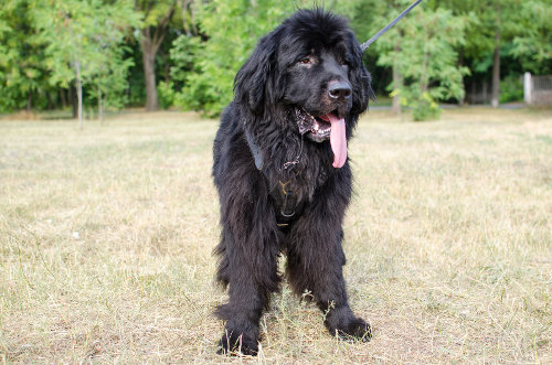 ゴールデンレトリバー　ハーネス(スパイク付)