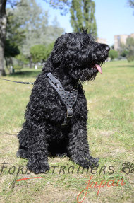 ゴールデンレトリバー　ハーネス(スパイク付)