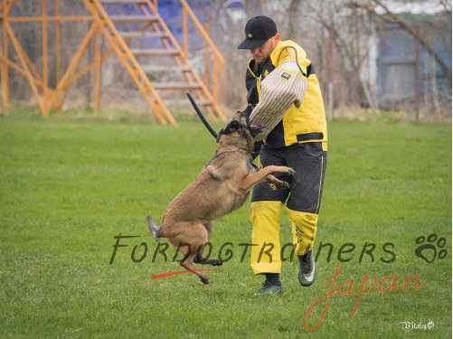 FDT ARTISAN 高級海外犬用カラー