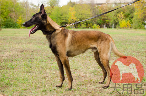 大型犬　チョーク首輪