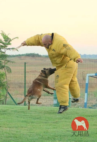 犬　訓練　スーツ