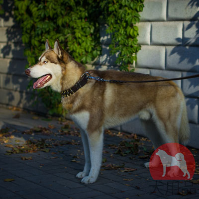 シベリアンハスキー　犬用品
