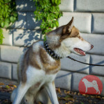 ハスキー大型犬 首輪 かっこいいスパイク付き 4cm ハスキー大型犬 首輪 かっこいいスパイク付き 4cm