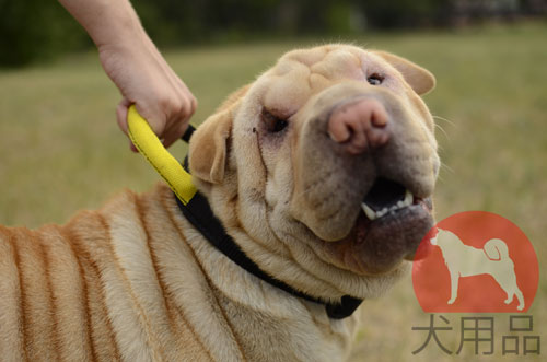 犬　首輪　海外