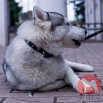 ハスキー犬 首輪 革製 おしゃれなスパイク付き ハスキー犬 首輪 革製 おしゃれなスパイク付き