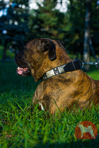 超大型犬　首輪