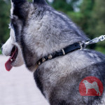 大型犬の首輪 丸型スタッズ付き 上質なレザー製 大型犬の首輪 丸型スタッズ付き 上質なレザー製