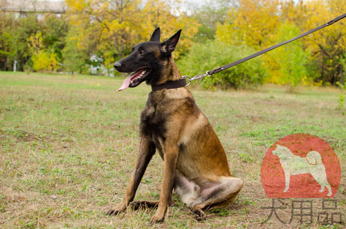 大型犬　首輪　革