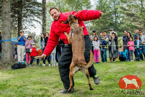 大型犬訓練　スーツ