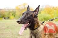 大型犬のマリノア用のチョークカラー(12mm) 大型犬のマリノア用のチョークカラー(12mm)