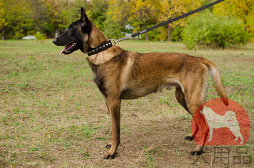 大型犬　首輪　かっこいい