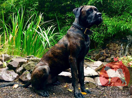 大型犬　首輪　二重革