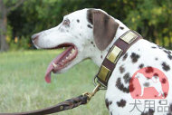 ダルメシアン　本革首輪