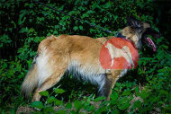 大型犬用ネームプレート首輪 大型犬用ネームプレート首輪