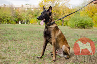大型犬着用のダブルレザーカラー(40mm) 大型犬着用のダブルレザーカラー(40mm)
