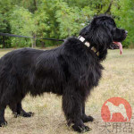 ニューファンドランド　首輪　おしゃれなスタッズ付き　ナイロン製