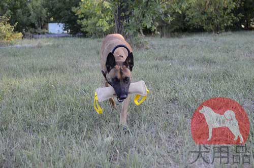 大型犬　噛む　おもちゃ