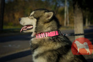 大型犬用かっこいいピンクカラー 大型犬用かっこいいピンクカラー