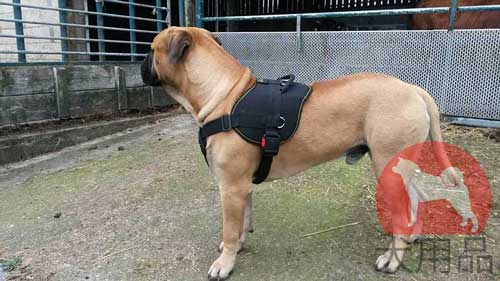 大型犬　訓練　ハーネス