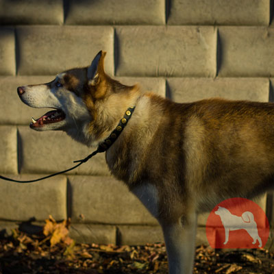 シベリアンハスキー　犬用品　販売