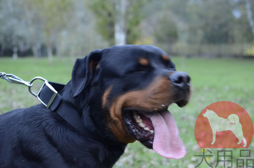 大型犬　首輪　丈夫