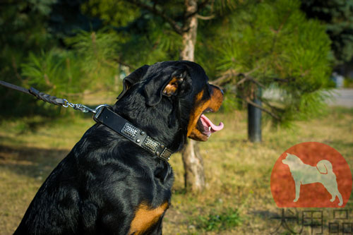 大型犬　首輪　革