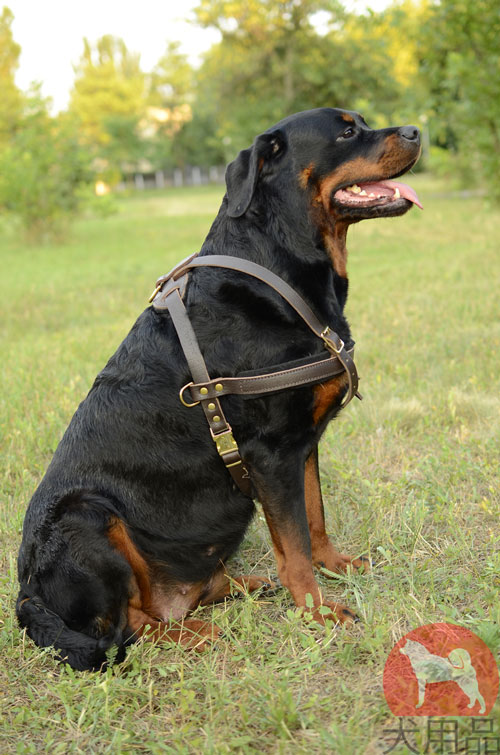 大型犬　ハーネス　革