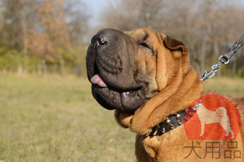 大型犬　首輪　海外