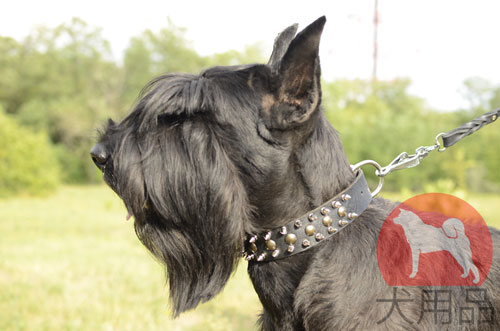 大型犬　首輪　かっこいい