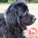 ニューファンドランド　首輪　40mm 茶色