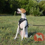 犬用ハーネス　革製　中型犬・大型犬用